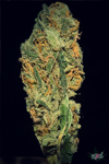 California medical weed marijuana