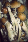 Magic Mushrooms 2 psilocybe cubensis