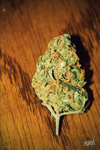 Juicyfruit weed marijuana nug