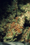 Weekly fire weed bag