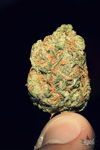 Dense marijuana nug