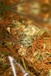 Orange monster weed marijuana
