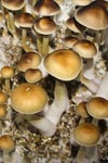 Magic mushrooms psilocybe cubensis