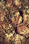Harsh weed marijuana