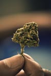 Hand holding nug weed marijuana