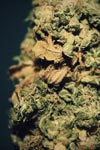 epic nug weed marijuana
