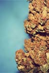 Gnarly Nug weed marijuana