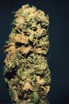 epic nug 2 weed marijuana
